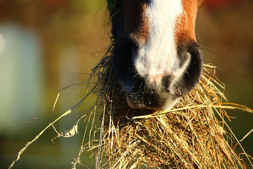 horse hay eat foot thoroughbred arabian foal
