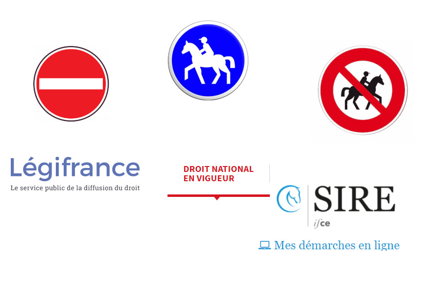 horse hay eat foot thoroughbred arabian foal